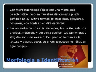    Son microorganismos típicos con una morfología
    característica, pero en muestras clínicas esta puede
    cambiar. En su cultivo forman colonias lisas, circulares,
    convexas, con bordes bien diferenciados.
   Las enterobacter son más mucoides, las de klebsiela son
    grandes, mucoides y tienden a confluir. Las salmonelas y
    shigelas son similares a E. Coli pero no fermentan la
    lactosa y algunas cepas de E. Coli producen hemólisis en
    agar sangre.




Morfología e Identificación
 