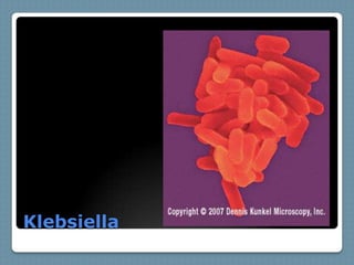 Klebsiella
 