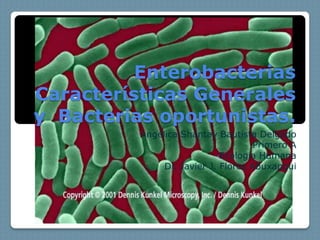 Enterobacterias
Características Generales
y Bacterias oportunistas.
          Angélica Shantay Bautista Delgado
                                     Primero A
                            •Ecología Humana
               Dr. Javier J. Flores Abuxapqui
 