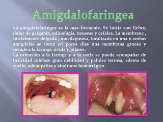 La amigdalofaringea es la mas frecuente. Se inicia con fiebre,
dolor de garganta, odinofagia, nauseas y cefalea. La membrana ,
inicialmente delgada , mucilaginosa, localizada en una o ambas
amígdalas se torna en pocos días una membrana gruesa y
invade a la faringe, úvula y pilares.
La extensión a la faringe y a la nariz se puede acompañar de
toxicidad intensa: gran debilidad y palidez terrosa, edema de
cuello, adenopatías y síndrome hemorrágico
 