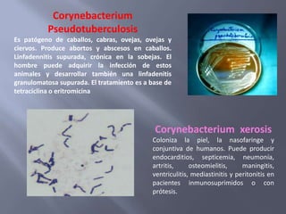 Corynebacterium
          Pseudotuberculosis
Es patógeno de caballos, cabras, ovejas, ovejas y
ciervos. Produce abortos y abscesos en caballos.
Linfadennitis supurada, crónica en la sobejas. El
hombre puede adquirir la infección de estos
animales y desarrollar también una linfadenitis
granulomatosa supurada. El tratamiento es a base de
tetraciclina o eritromicina




                                             Corynebacterium xerosis
                                            Coloniza la piel, la nasofaringe y
                                            conjuntiva de humanos. Puede producir
                                            endocarditios, septicemia, neumonía,
                                            artritis,     osteomielitis,     maningitis,
                                            ventriculitis, mediastinitis y peritonitis en
                                            pacientes inmunosuprimidos o con
                                            prótesis.
 