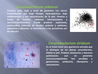 Corynebacterium jeikeium
Coloniza axila, ingle y recto de pacientes con cáncer
hospitalizados por largo tiempo, neutropénicos, bajo
antibioterapia y con excoriaciones de la piel. Penetra a
través de heridas, catéteres intravasculares y
ventriculoperitoneales. Puede producir septicemia,
endocarditis, infección de heridas, prótesis y catéteres,
neumonía y abscesos. La vancomicina y las quinolonas son
de elección



                                       Corynebacterium striatum
                                     En el Gram tiene una apariencia estriada que
                                     lo distingue de los demás coryneformes.
                                     Habita la piel. Produce neumonías y abscesos
                                     pulmonares         aun     en      pacientes
                                     inmunocompetentes. Son sencibles a
                                     gentamicina, amikacina, rifampicina y
                                     vancomicina.
 