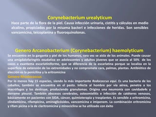 Corynebacterium urealyticum
  Hace parte de la flora de la piel. Causa infección urinaria, cistitis y cálculos en medio
  alcalino, propiciados por la misama bacteri e infecciones de heridas. Son sensibles
  vancomicina, teicoplanina y fluoroquinolonas.



     Genero Arcanobacterium (Corynebacterium) haemolyticum
Se encuentra en la garganta y piel de los humanos, rara vez se aísla de los animales. Puede causar
una amigdalofaringitis exudativa en adolescentes y adultos jóvenes que se asocia al 50% de los
casos a exantema escarlatiniforme, que se diferencia de la escarlatina porque se localiza en la
superficie de extensión de las extremidades y no compromete cara, palmas, plantas. Antibiótico de
elección es la penicilina y la eritromicina
Genero Rhodococcus
Por lo menos hay 15 espacies, siendo la más importante Rodococcus equi. Es una bacteria de los
caballos, también se encuentra en el pasto. Infecta al hombre por vía aérea, penetra a los
macrófagos y los destruye, produciendo granulomas. Origina una neumonía con cavidade4s y
derrame pleural. También abscesos cerebrales, osteomielitis e infección de catéteres venosos,
básicamente en pacientes con SIDA, cáncer, quimioterapia y trasplantes. Es sensible a eritromicina,
clindamicina, rifampicina, aminoglicósidos, vancomicina e imipenem. La combinación eritromicina
y rifam picina o la de claritromicina y minociclina se ha utilizado con éxito
 