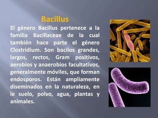 Bacillus
El género Bacillus pertenece a la
familia Bacillaceae de la cual
también hace parte el género
Clostridium. Son bacilos grandes,
largos, rectos, Gram positivos,
aerobios y anaerobios facultativos,
generalmente móviles, que forman
endosporos. Están ampliamente
diseminados en la naturaleza, en
le suelo, polvo, agua, plantas y
animales.
 