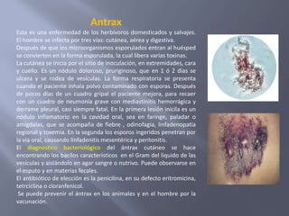 Antrax
Esta es una enfermedad de los herbívoros domesticados y salvajes.
El hombre se infecta por tres vías: cutánea, aérea y digestiva.
Después de que los microorganismos esporulados entran al huésped
se convierten en la forma esporulada, la cual libera varias toxinas.
La cutánea se inicia por el sitio de inoculación, en extremidades, cara
y cuello. Es un nódulo doloroso, pruriginoso, que en 1 ó 2 días se
ulcera y se rodea de vesículas. La forma respiratoria se presenta
cuando el paciente inhala polvo contaminado con esporas. Después
de pocos días de un cuadro gripal el paciente mejora, para recaer
con un cuadro de neumonía grave con mediastinitis hemorrágica y
derrame pleural, casi siempre fatal. En la primera lesión inicila es un
nódulo inflamatorio en la cavidad oral, sea en faringe, paladar o
amígdalas, que se acompaña de fiebre , odinofagia, linfadenopatía
regional y toxemia. En la segunda los esporos ingeridos penetran por
la vía oral, causando linfadenitis mesentérica y peritonitis.
El diagnostico bacteriológico del ántrax cutáneo se hace
encontrando los bacilos característicos en el Gram del liquido de las
vesículas y aislándolo en agar sangre o nutrivo. Puede observarse en
el esputo y en materias fecales.
El antibiótico de elección es la penicilina, en su defecto eritromicina,
tetrciclina o cloranfenicol.
 Se puede prevenir el ántrax en los animales y en el hombre por la
vacunación.
 