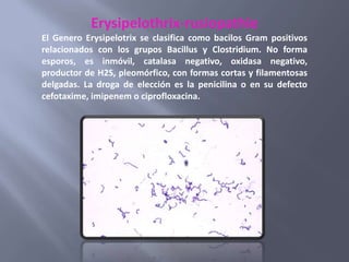 Erysipelothrix-rusiopathie
El Genero Erysipelotrix se clasifica como bacilos Gram positivos
relacionados con los grupos Bacillus y Clostridium. No forma
esporos, es inmóvil, catalasa negativo, oxidasa negativo,
productor de H2S, pleomórfico, con formas cortas y filamentosas
delgadas. La droga de elección es la penicilina o en su defecto
cefotaxime, imipenem o ciprofloxacina.
 