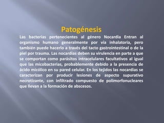 Patogénesis
Las bacterias pertenecientes al género Nocardia Entran al
organismo humano generalmente por vía inhalatoria, pero
también puede hacerlo a través del tacto gastrointestinal o de la
piel por trauma. Las nocardias deben su virulencia en parte a que
se comportan como parásitos intracelulares facultativos al igual
que las micobacterias, probablemente debido a la presencia de
ácido micólico en su pared celular. En los tejidos las nocardias se
caracterizan por producir lesiones de aspecto supurativo
necrotizante, con infiltrado compuesto de polimorfonucleares
que llevan a la formación de abscesos.
 