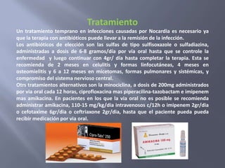 Tratamiento
Un tratamiento temprano en infecciones causadas por Nocardia es necesario ya
que la terapia con antibióticos puede llevar a la remisión de la infección.
Los antibióticos de elección son las sulfas de tipo sulfisoxazole o sulfadiazina,
administradas a dosis de 6-8 gramos/día por vía oral hasta que se controle la
enfermedad y luego continuar con 4gr/ día hasta completar la terapia. Esta se
recomienda de 2 meses en celulitis y formas linfocutáneas, 4 meses en
osteomielitis y 6 a 12 meses en micetomas, formas pulmonares y sistémicas, y
compromiso del sistema nervioso central.
Otrs tratamientos alternativos son la minociclina, a dosis de 200mg administrados
por via oral cada 12 horas, ciprofloxacina mas piperacilina-tazobactam e imipenem
mas amikacina. En pacientes en los que la via oral no es posible se recomienda
administrar amikacina, 110-15 mg/kg/dia intravenosos c/12h o imipenem 2gr/dia
o cefotaxime 6gr/dia o ceftriaxone 2gr/dia, hasta que el paciente pueda pueda
recibir medicación por via oral.
 