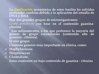 La clasificación taxonómica de estos basilos ha sufridos
    profundos cambios debido a la aplicación del estudio de
    DNA y RNA
    Hay dos grandes grupos de microorganismos:
    Gram positivos con base en el contenido guanina-
    citosina
    - Los actinomicetos, a los que pertenece la mayoria del
    genero de grupo coryneforme (contenido alto de
    guanina - citosina).
    El otro grupo:
    Contiene generos muy importante en clinica, como:
   Staphylococcus
   Streptococcus
   Clostridium
    Estas contienen un bajo contenido de guanina - citosina
 