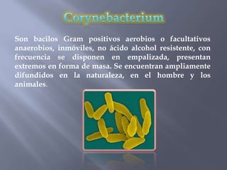 Son bacilos Gram positivos aerobios o facultativos
anaerobios, inmóviles, no ácido alcohol resistente, con
frecuencia se disponen en empalizada, presentan
extremos en forma de masa. Se encuentran ampliamente
difundidos en la naturaleza, en el hombre y los
animales.
 