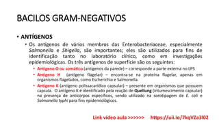BACILOS GRAM-NEGATIVOS
• ANTÍGENOS
• Os antígenos de vários membros das Enterobacteriaceae, especialmente
Salmonella e Shigella, são importantes; eles são utilizados para fins de
identificação tanto no laboratório clínico, como em investigações
epidemiológicas. Os três antígenos de superfície são os seguintes:
• Antígeno O ou somático (antígenos da parede) – corresponde a parte externa no LPS
• Antígeno H (antígeno flagelar) – encontra-se na proteína flagelar, apenas em
organismos flagelados, como Escherichia e Salmonella.
• Antígeno K (antígeno polissacarídico capsular) – presente em organismos que possuem
capsula. O antígeno K é identificado pela reação de Quellung (intumescimento capsular)
na presença de anticorpos específicos, sendo utilizado na sorotipagem de E. coli e
Salmonella typhi para fins epidemiológicos.
Link vídeo aula >>>>>> https://uii.io/7kqVZa3l02
 