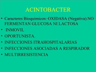 ACINTOBACTER Caracteres Bioquimicos: OXIDASA (Negativa).NO FERMENTAN GLUCOSA NI LACTOSA INMOVIL OPORTUNISTA. INFECCIONES ITRAHOSPITALARIAS INFECCIONES ASOCIADAS A RESPIRADOR MULTIRRESISTENCIA 