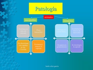 Patología
                               animales
       susceptibles                                     resistentes


Prolifera en                                                     Acumulación
                    Poco                        Prolifera en
  sitio de                                                        masiva de
                 leucocitos                     pocas horas
  entrada                                                         leucocitos




Se diseminan
                 Permanece                     Desaparecen       Se desintegra
 con rapidez
                  intacta la                   gradualmente       la capsula
   al sist.
                   capsula
  Circulat.




                                karla veloz garcia
 