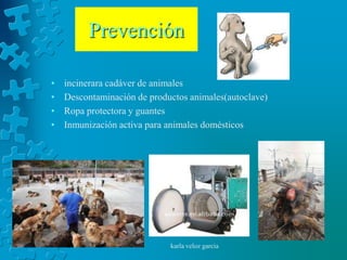 Prevención

•   incinerara cadáver de animales
•   Descontaminación de productos animales(autoclave)
•   Ropa protectora y guantes
•   Inmunización activa para animales domésticos




                             karla veloz garcia
 