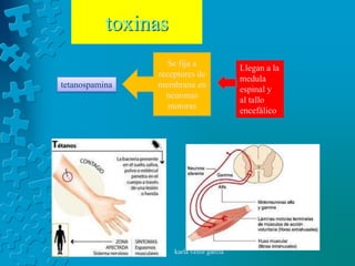 toxinas
                   Se fija a
                                          Llegan a la
                receptores de
                                          medula
tetanospamina   membrana en
                                          espinal y
                  neuronas
                                          al tallo
                   motoras
                                          encefálico




                     karla veloz garcia
 