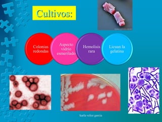 Cultivos:

            Aspecto
Colonias                  Hemolisis          Licuan la
             vidrio
redondas                    rara             gelatina
           esmerilado




                        karla veloz garcia
 