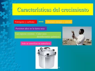 Características del crecimiento
Nitrógeno y carbono                Obtienen energía y crecen

Persisten años en la tierra seca

Las esporas resisten : Calor seco
                       desinfectantes químicos

      Solo se esteriliza en autoclave




                                   karla veloz garcia
 