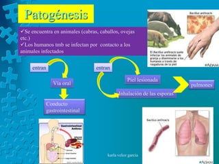Patogénesis
Se encuentra en animales (cabras, caballos, ovejas
etc.)
Los humanos tmb se infectan por contacto a los
animales infectados


     entran                      entran

                                                 Piel lesionada
                 Vía oral                                               pulmones
                                            Inhalación de las esporas
              Conducto
              gastrointestinal




                                      karla veloz garcia
 