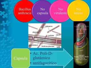 Bacillus         No            No        No
   anthracis      capsula      virulento   ántrax




       • Ac. Poli-D-
Capsula glutàmico
       • antifagocìtico
                karla veloz garcia
 