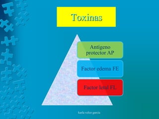 Toxinas

         Antígeno
       protector AP

   Factor edema FE


     Factor letal FL



 karla veloz garcia
 