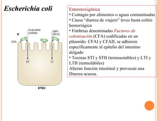 Escherichia coli   Enterotoxigénica
                   • Contagio por alimentos o aguas contaminadas
                   • Causa “diarrea de viajero” leves hasta colítis
                   hemorrágica
                   • Fimbrias denominadas Factores de
                   colonización (CFA) codificadas en un
                   plásmido. CFAI y CFAII, se adhieren
                   específicamente al epitelio del intestino
                   delgado
                   • Toxinas STI y STII (termoestables) y LTI y
                   LTII (termolábiles)
                   Alteran función intestinal y provocan una
                   Diarrea acuosa.
 