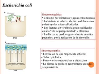 Escherichia coli

                   Enteropatogénica
                   • Contagio por alimentos y aguas contaminadas
                   • La bacteria se adhiere al epitelio del intestino
                   y destruye las microvellosidades
                   • Los factores de virulencia están codificados
                   en una “isla de patogenicidad” y plásmido
                   • La diarrea se produce generalmente en niños
                   pequeños, por la reducción de la absorción



                   Enteroagregativa
                   • Formación de una biopelícula sobre las
                   células epiteliales
                   • Posee varias enterotoxinas y citotoxinas
                   • La diarrea se produce generalmente en niños
                   y es persistente
 
