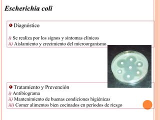 Escherichia coli

   Diagnóstico

 i) Se realiza por los signos y síntomas clínicos
 ii) Aislamiento y crecimiento del microorganismo




   Tratamiento y Prevención
 i) Antibiograma
 ii) Mantenimiento de buenas condiciones higiénicas
 iii) Comer alimentos bien cocinados en períodos de riesgo
 