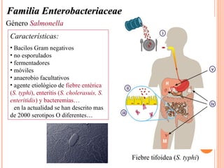 Familia Enterobacteriaceae
Género Salmonella
 Características:
 • Bacilos Gram negativos
 • no esporulados
 • fermentadores
 • móviles
 • anaerobio facultativos
 • agente etiológico de fiebre entérica
 (S. typhi), enteritis (S. cholerasuis, S.
 enteritidis) y bacteremias…
 • en la actualidad se han descrito mas
 de 2000 serotipos O diferentes…




                                             Fiebre tifoidea (S. typhi)
 
