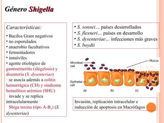 Género Shigella

Características:                 • S. sonnei… países desarrollados
                                 • S. flexneri… países en desarrollo
• Bacilos Gram negativos
• no esporulados
                                 • S. dysenteriae… infecciones más graves
• anaerobio facultativos         • S. boydii
• fermentadores
• inmóviles
• agente etiológico de
gastroenteritis (shigelosis) y
disentería (S. dysenteriae)
• se asocia además a colitis
hemorrágica (CH) y síndrome
hemolítico urémico (SHU)
• invade y se replica
intracelularmente                Invasión, replicación intracelular e
• Shiga toxina (tipo A-B5) (S.   inducción de apoptosis en Macrófagos
dysenteriae)
 