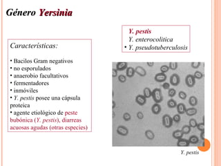 Género Yersinia
                                  • Y. pestis
                                  • Y. enterocolitica
Características:                  • Y. pseudotuberculosis
• Bacilos Gram negativos
• no esporulados
• anaerobio facultativos
• fermentadores
• inmóviles
• Y. pestis posee una cápsula
proteica
• agente etiológico de peste
bubónica (Y. pestis), diarreas
acuosas agudas (otras especies)



                                                      Y. pestis
 