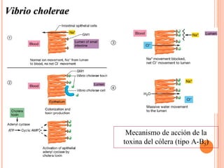 Vibrio cholerae




                   Mecanismo de acción de la
                  toxina del cólera (tipo A-B5)
 