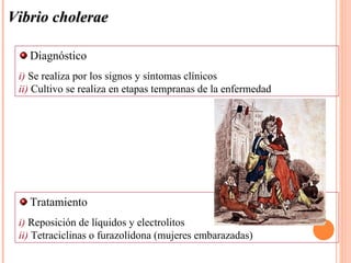 Vibrio cholerae

   Diagnóstico
 i) Se realiza por los signos y síntomas clínicos
 ii) Cultivo se realiza en etapas tempranas de la enfermedad




   Tratamiento
 i) Reposición de líquidos y electrolitos
 ii) Tetraciclinas o furazolidona (mujeres embarazadas)
 