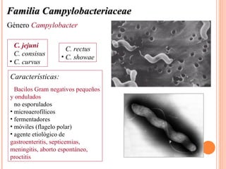 Familia Campylobacteriaceae
Género Campylobacter

• C. jejuni
                   • C. rectus
• C. consisus
                   • C. showae
• C. curvus

Características:
• Bacilos Gram negativos pequeños
y ondulados
• no esporulados
• microaerofílicos
• fermentadores
• móviles (flagelo polar)
• agente etiológico de
gastroenteritis, septicemias,
meningitis, aborto espontáneo,
proctitis
 