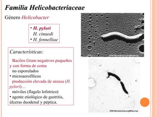 Familia Helicobacteriaceae
Género Helicobacter
             • H. pylori
             • H. cinaedi
             • H. fennelliae

  Características:
  • Bacilos Gram negativos pequeños
  y con forma de coma
  • no esporulados
  • microaerofílicos
  • producción elevada de ureasa (H.
  pylori)…
  • móviles (flagelo lofotrico)
  • agente etiológico de gastritis,
  úlceras duodenal y péptica.
 