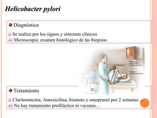 Helicobacter pylori

   Diagnóstico
 i) Se realiza por los signos y síntomas clínicos
 ii) Microscopía: examen histológico de las biopsias




   Tratamiento
 i) Claritromicina, Amoxicilina, bismuto y omeprazol por 2 semanas …
 ii) No hay tratamiento profiláctico ni vacunas…
 
