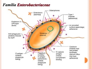 Familia Enterobacteriaceae
 