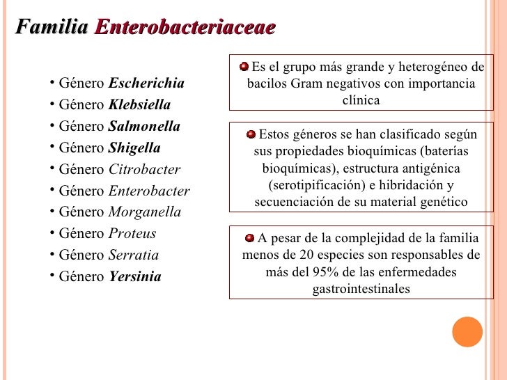 Bacilos gram negativos
