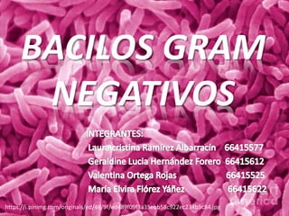 BACILOS GRAM
NEGATIVOS
https://i.pinimg.com/originals/ed/48/9f/ed489f09f3a35ebb58c922ec234b5c84.jpg
 