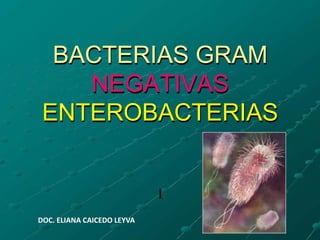 BACTERIAS GRAM
NEGATIVAS
ENTEROBACTERIAS
DOC. ELIANA CAICEDO LEYVA
 