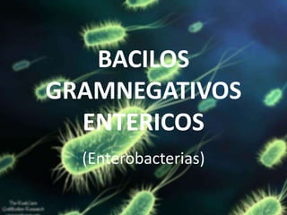 BACILOS
GRAMNEGATIVOS
ENTERICOS
(Enterobacterias)
 