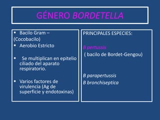 GÉNERO BORDETELLA
 Bacilo Gram –
(Cocobacilo)
 Aerobio Estricto
 Se multiplican en epitelio
ciliado del aparato
respiratorio.
 Varios factores de
virulencia (Ag de
superficie y endotoxinas)
PRINCIPALES ESPECIES:
B pertussis
( bacilo de Bordet-Gengou)
B parapertussis
B bronchiseptica
 