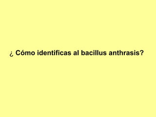 ¿ Cómo identificas al bacillus anthrasis?

 