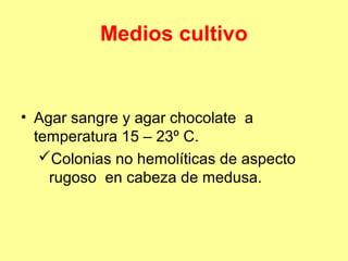 Medios cultivo

• Agar sangre y agar chocolate a
temperatura 15 – 23º C.
Colonias no hemolíticas de aspecto
rugoso en cabeza de medusa.

 