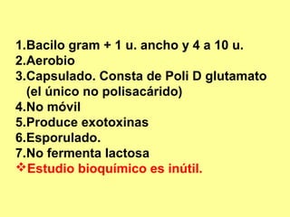 1.Bacilo gram + 1 u. ancho y 4 a 10 u.
2.Aerobio
3.Capsulado. Consta de Poli D glutamato
(el único no polisacárido)
4.No móvil
5.Produce exotoxinas
6.Esporulado.
7.No fermenta lactosa
Estudio bioquímico es inútil.

 
