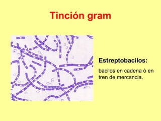 Tinción gram

Estreptobacilos:
bacilos en cadena ò en
tren de mercancia.

 