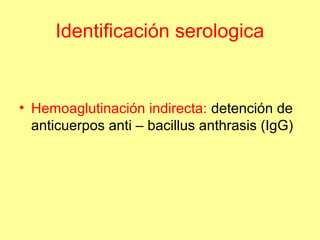 Identificación serologica

• Hemoaglutinación indirecta: detención de
anticuerpos anti – bacillus anthrasis (IgG)

 
