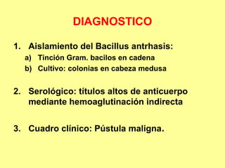 DIAGNOSTICO
1. Aislamiento del Bacillus antrhasis:
a) Tinción Gram. bacilos en cadena
b) Cultivo: colonias en cabeza medusa

2. Serológico: títulos altos de anticuerpo
mediante hemoaglutinación indirecta
3. Cuadro clínico: Pústula maligna.

 