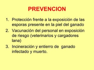 PREVENCION
1. Protección frente a la exposición de las
esporas presente en la piel del ganado
2. Vacunación del personal en exposición
de riesgo (veterinarios y cargadores
lana)
3. Incineración y entierro de ganado
infectado y muerto.

 