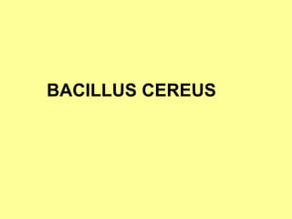 BACILLUS CEREUS

 