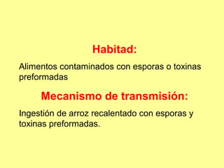 Habitad:
Alimentos contaminados con esporas o toxinas
preformadas

Mecanismo de transmisión:
Ingestión de arroz recalentado con esporas y
toxinas preformadas.

 